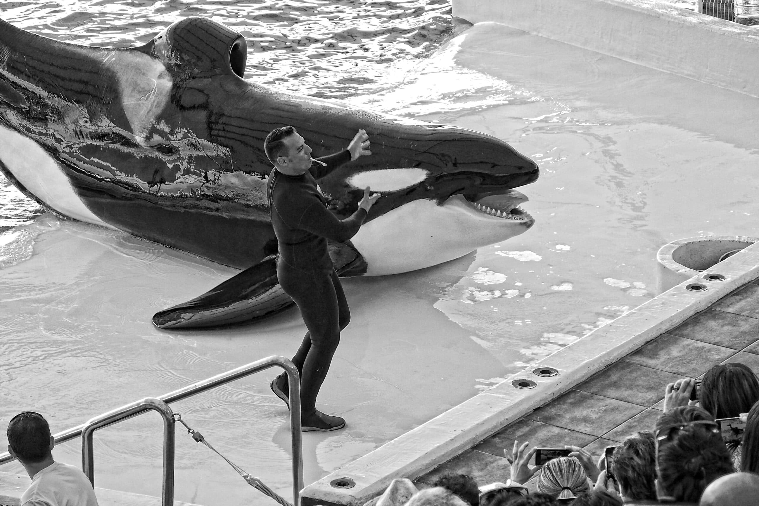 Cerita Tragis Jessica Radcliffe yang Tewas Dimakan Paus Orca Ternyata Hoaks!